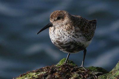 Bonte strandloper - Dunlin - Calidris alpina