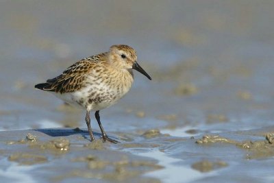 Bonte strandloper - Dunlin - Calidris alpina