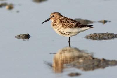 Bonte strandloper - Dunlin - Calidris alpina