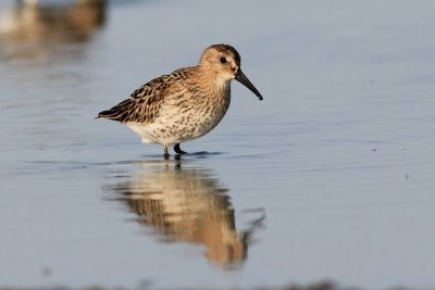 Bonte strandloper - Dunlin - Calidris alpina