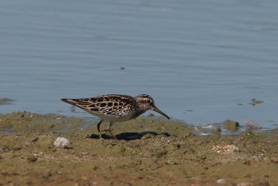 Breedbekstrandloper  - Broad-billed Sandpiper - Limicola falcinellus