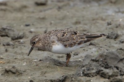 Temmincks strandloper - Temminck's stint - Calidris temminckii