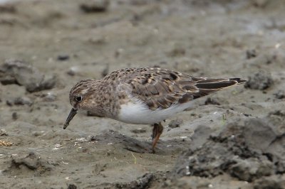 Temmincks strandloper - Temminck's stint - Calidris temminckii