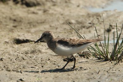 Temmincks strandloper - Temminck's stint - Calidris temminckii