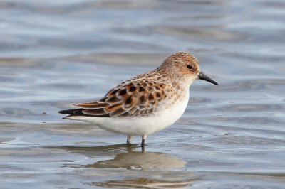 Kleine strandloper - Little stint - Calidris minuta