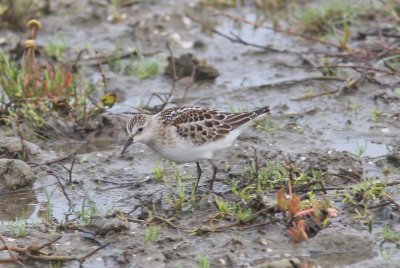 Kleine strandloper - Little stint - Calidris minuta