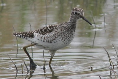 Bosruiter - Wood sandpiper - Tringa glareola