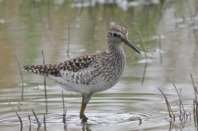 Bosruiter - Wood sandpiper - Tringa glareola