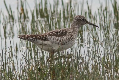 Bosruiter - Wood sandpiper - Tringa glareola