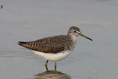 Witgat - Green sandpiper - tringa ochropus