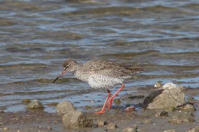 Tureluur - Redshank - Tringa totanus