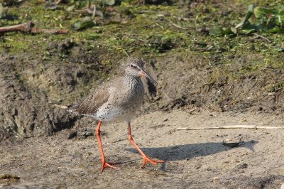 Tureluur - Redshank - Tringa totanus