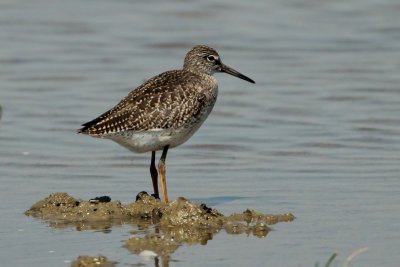 Tureluur - Redshank - Tringa totanus