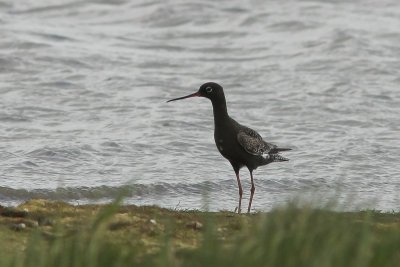 Zwarte ruiter - Spotted redshank - Tringa erythropus