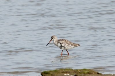 Zwarte ruiter - Spotted redshank - Tringa erythropus