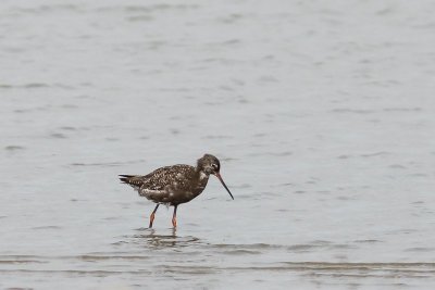 Zwarte ruiter - Spotted redshank - Tringa erythropus