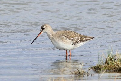 Zwarte ruiter - Spotted redshank - Tringa erythropus