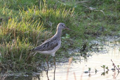 Groenpootruiter - Greenshank - Tringa nebularia