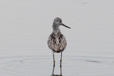 Groenpootruiter - Greenshank - Tringa nebularia