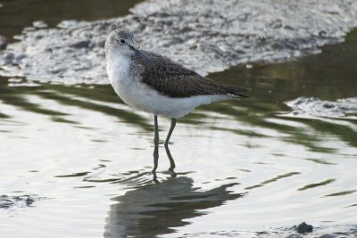 Groenpootruiter - Greenshank - Tringa nebularia