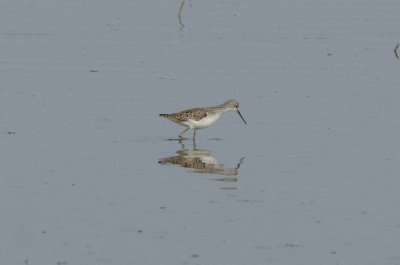 Poelruiter - Marsh sandpiper - Tringa stagnatilis