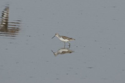 Poelruiter - Marsh sandpiper - Tringa stagnatilis