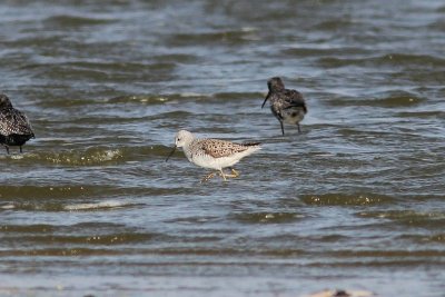 Poelruiter - Marsh sandpiper - Tringa stagnatilis