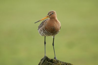 Grutto - Black-tailed godwit - Limosa limosa 