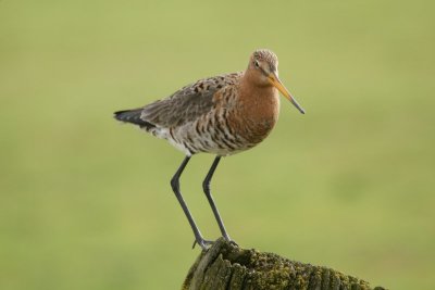 Grutto - Black-tailed godwit - Limosa limosa 