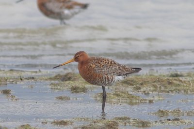 Ijslandse grutto - Icelandic black-tailed godwit - Limosa limosa islandica