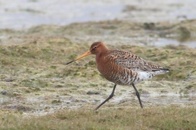 Ijslandse grutto - Icelandic black-tailed godwit - Limosa limosa islandica