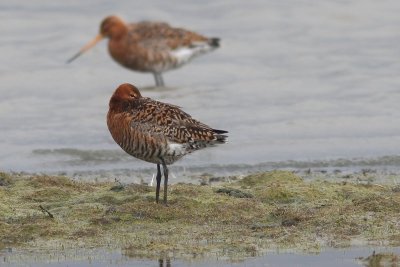 Ijslandse grutto - Icelandic black-tailed godwit - Limosa limosa islandica