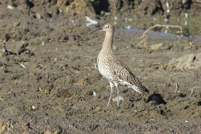 Wulp - Curlew - Numenius arquata