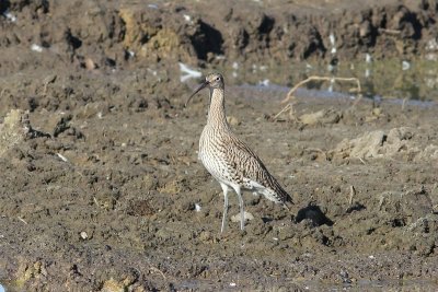 Wulp - Curlew - Numenius arquata