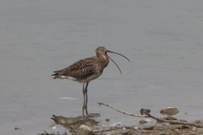 Wulp - Curlew - Numenius arquata