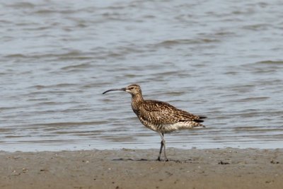 Regenwulp - Whimbrel - Numenius phaeopus