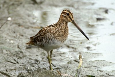 Watersnip - Common snipe - Gallinago gallinago