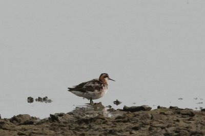 Grauwe franjepoot - Red-necked Phalarope - Phalaropus lobatus