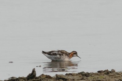 Grauwe franjepoot - Red-necked Phalarope - Phalaropus lobatus
