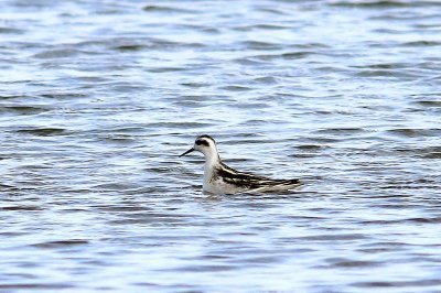 Grauwe franjepoot - Red-necked Phalarope - Phalaropus lobatus