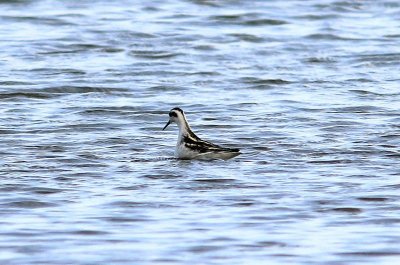 Grauwe franjepoot - Red-necked Phalarope - Phalaropus lobatus