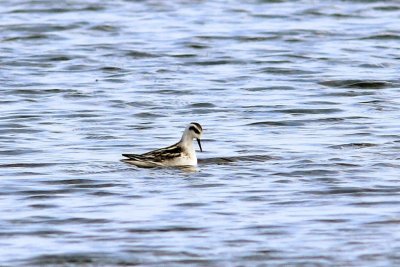 Grauwe franjepoot - Red-necked Phalarope - Phalaropus lobatus