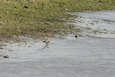 Bairds strandloper - Baird's Sandpiper  - Calidris bairdii