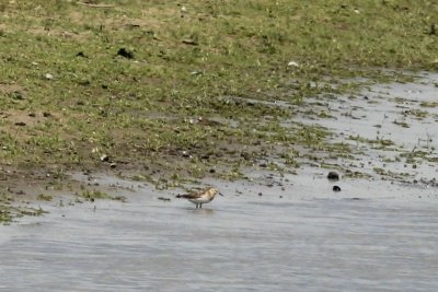 Bairds strandloper - Baird's Sandpiper  - Calidris bairdii