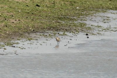 Bairds strandloper - Baird's Sandpiper  - Calidris bairdii