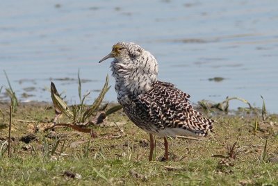 Kemphaan - Ruff - Philomachus pugnax