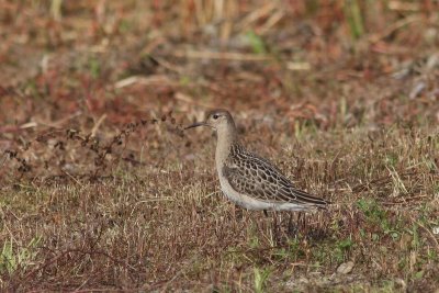 Kemphaan - Ruff - Philomachus pugnax