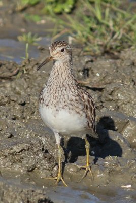 Gestreepte strandloper - pectoral sandpiper - Calidris melanotos