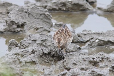 Gestreepte strandloper - pectoral sandpiper - Calidris melanotos