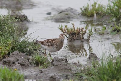 Gestreepte strandloper - pectoral sandpiper - Calidris melanotos